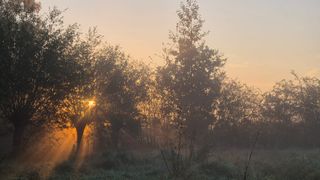 Ochtendmist in het voedselbos