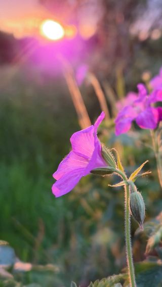 Bloem bij zonsondergang